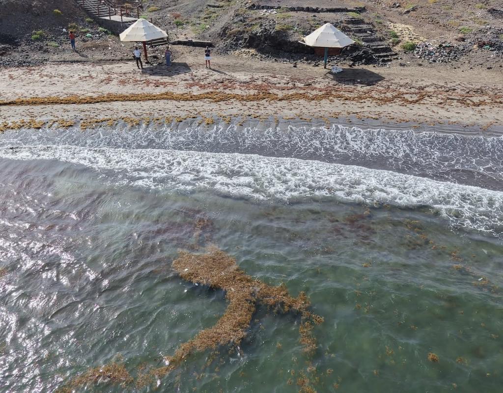 País/
Associação de Ecoturismo pede monitorização da chegada de sargaço às praias