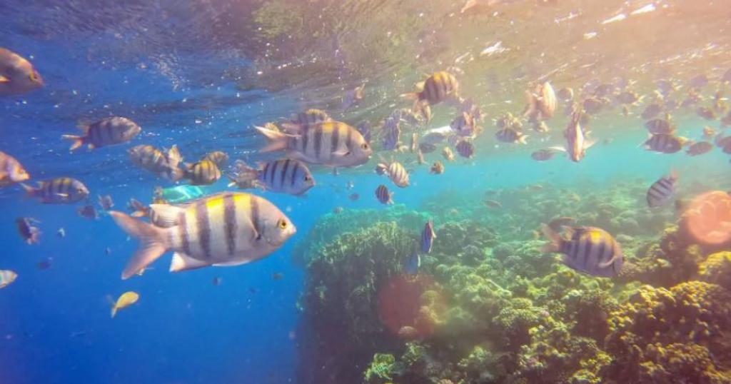 Mundo/
Cerca de 96% dos recifes de coral enfrentam risco de colapso em 50 anos