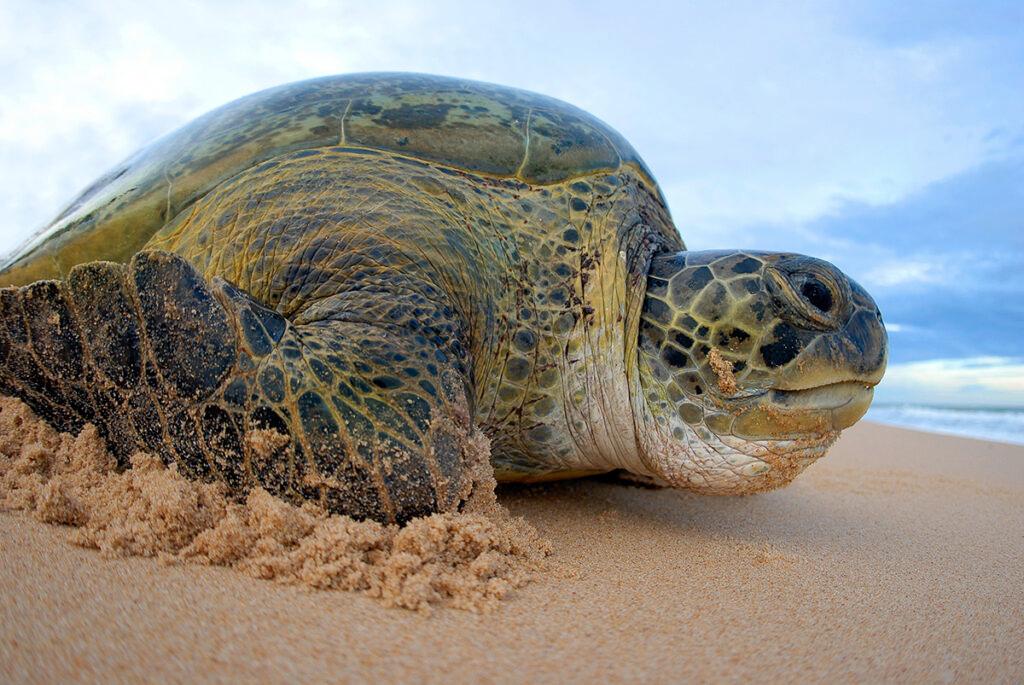 Terrimar denuncia morte de tartaruga em Santo Antão