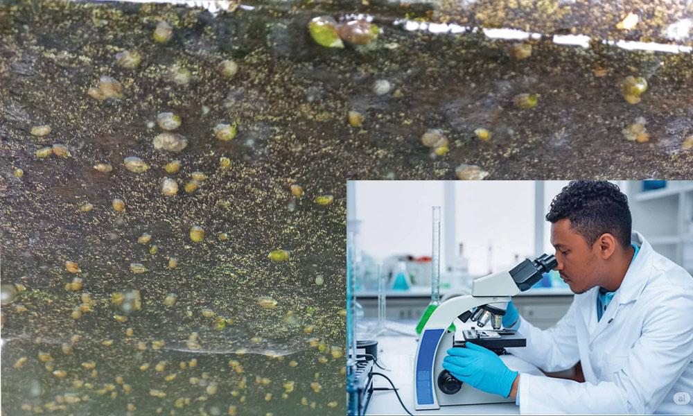 São Miguel: investigador pede reforço de prevenção antiparasitária em Ribeira de Principal