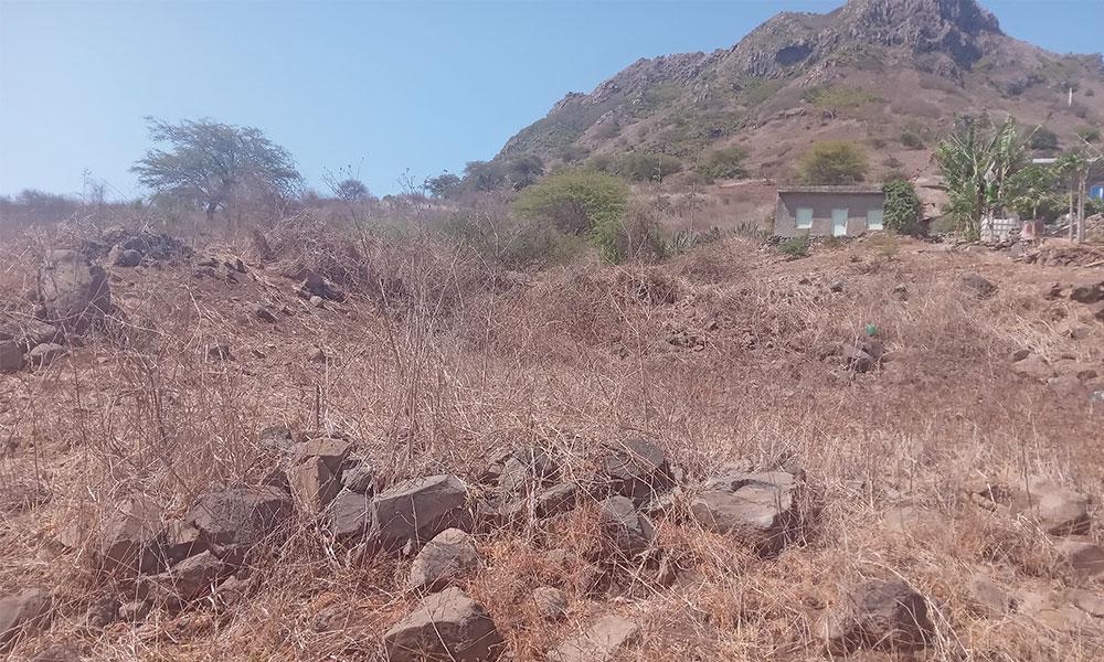 São Domingos: Agricultores entre Esperança e Medo das Pragas