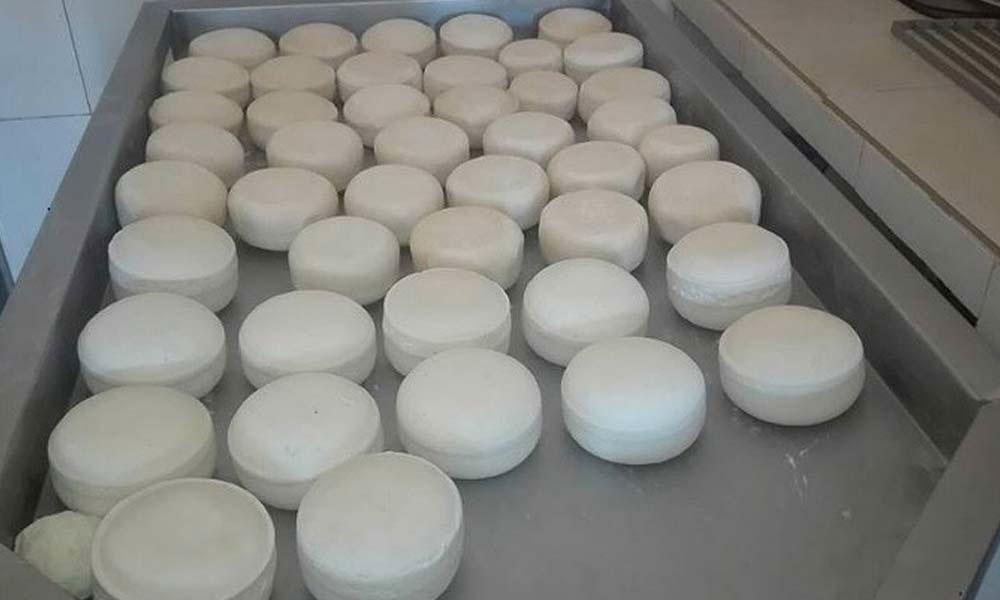 Santo Antão: Produtores de queijo pedem plano de salvamento do gado no Planalto Norte