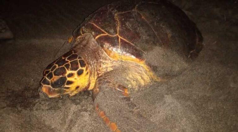 Maio: Diretor da TAOLA+ Destaca União na Conservação Ambiental