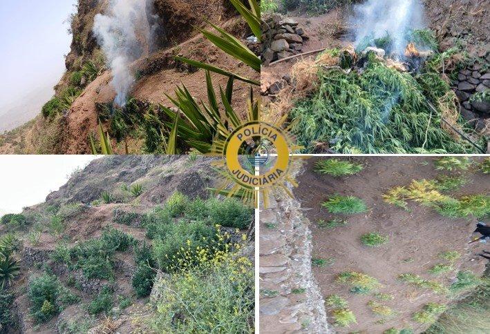 Santiago: PJ desmantela parcelas agrícolas com mais de 400 kg de canábis