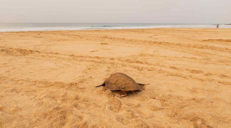 Boa Vista: Temporada de desova arranca com mais de 680 ninhos de tartaruga protegidos em Junho